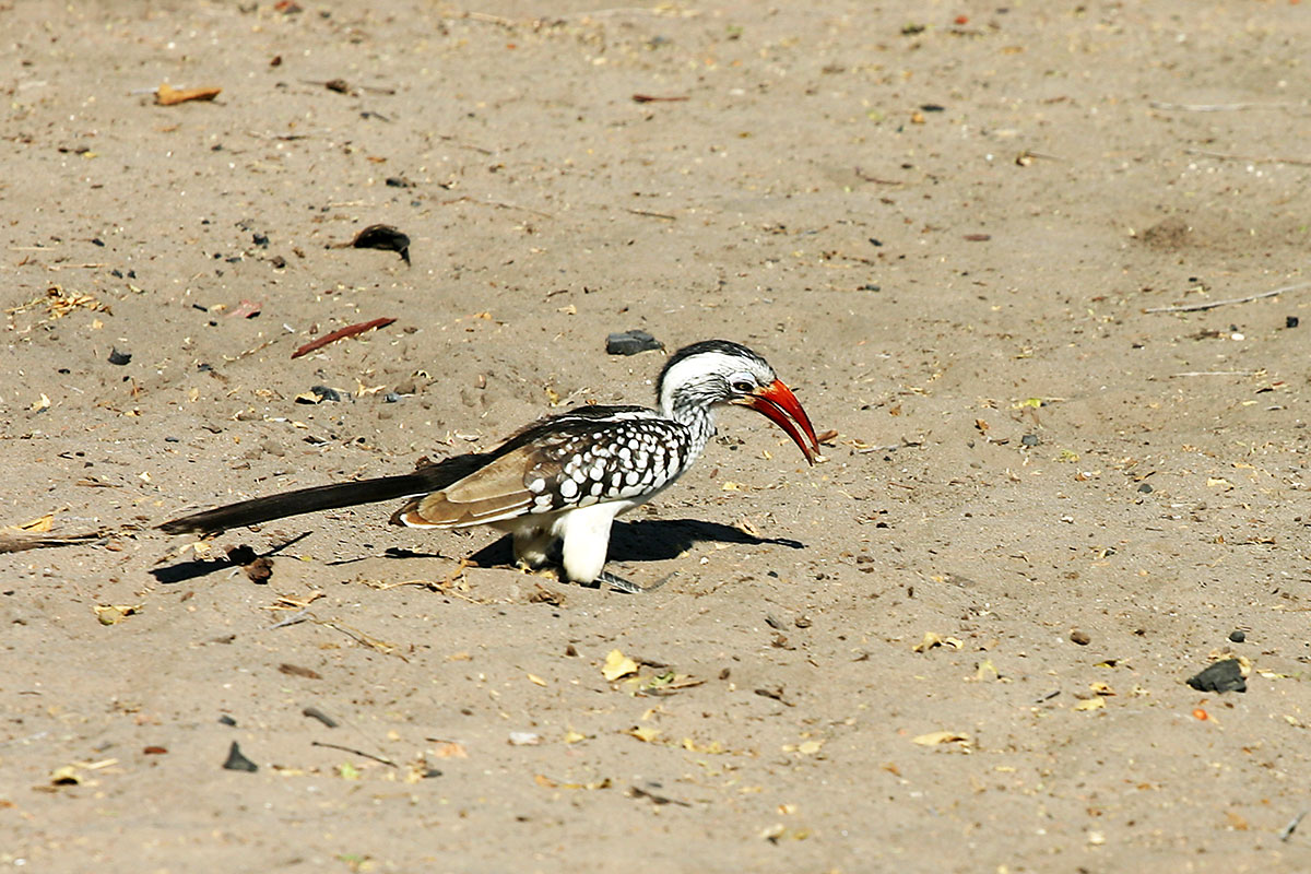 Makgadikgadi Pans